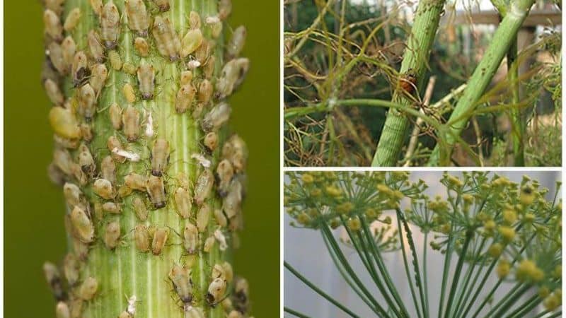 What pests of dill are there: photos and control of them, diseases and preventive measures to protect the crop