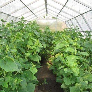 What fertilizers can be used for cucumbers in a greenhouse during fruiting?