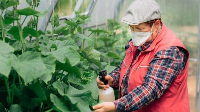 ¿Qué fertilizantes se pueden utilizar para los pepinos en invernadero durante la fructificación?