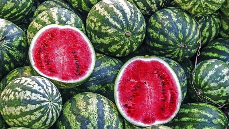 Which varieties of watermelons are preferable for planting in Siberia