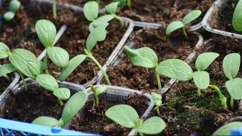 Welche Wassermelonensorten eignen sich für den Anbau in Sibirien?