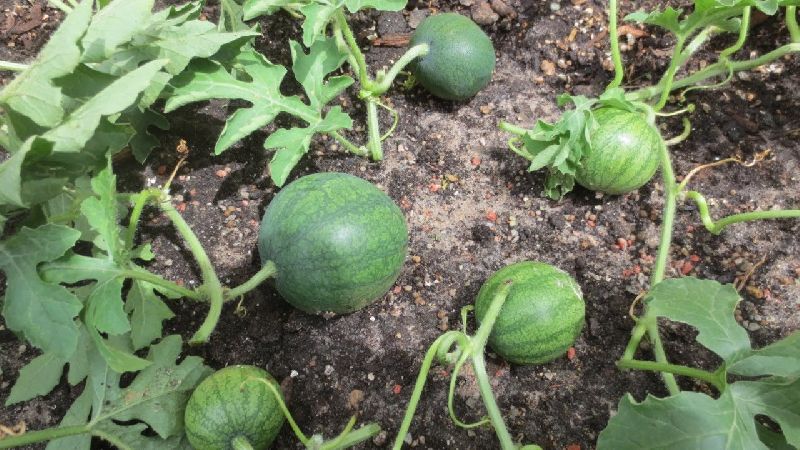 Which varieties of watermelons are preferable for planting in Siberia