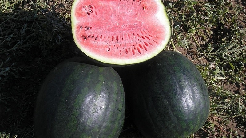 Welche Wassermelonensorten eignen sich für den Anbau in Sibirien?