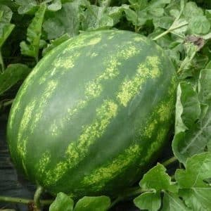 Which varieties of watermelons are preferable for planting in Siberia