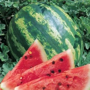 Which varieties of watermelons are preferable for planting in Siberia