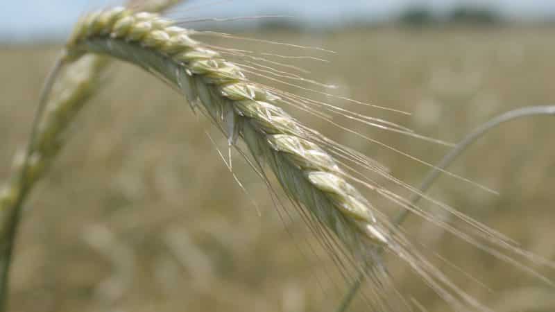 What kind of cereal is made from rye and its beneficial properties