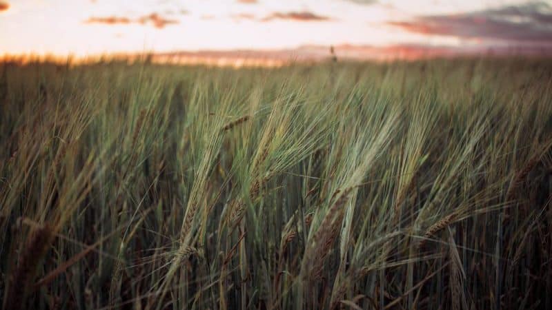 Che tipo di cereale è fatto con la segale e le sue proprietà benefiche