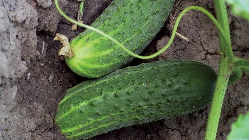 Quel type de sol les concombres aiment-ils et comment le traiter correctement avant et après la plantation