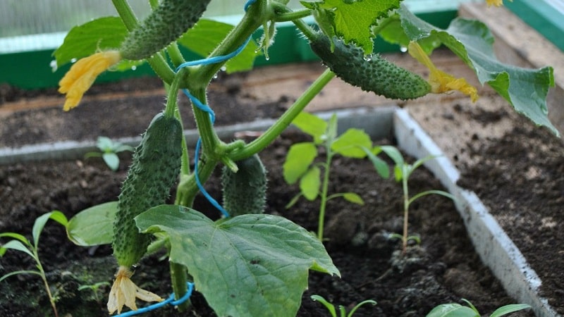 Quel type de sol les concombres aiment-ils et comment le traiter correctement avant et après la plantation