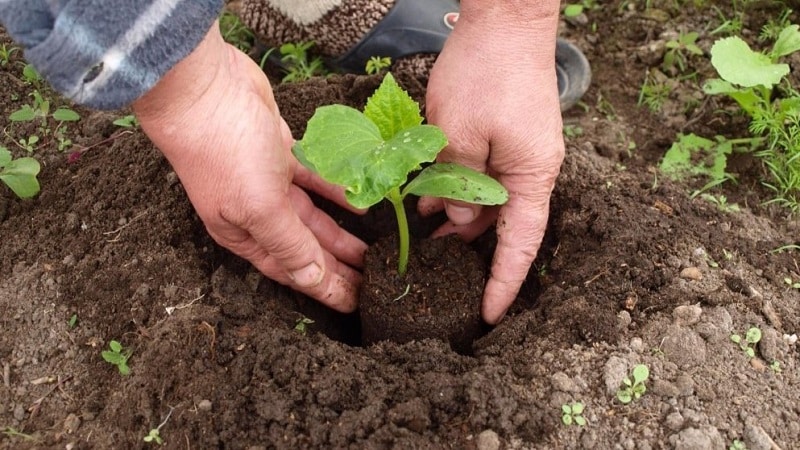 Ce fel de sol le place castraveților și cum să-l tratezi corect înainte și după plantare