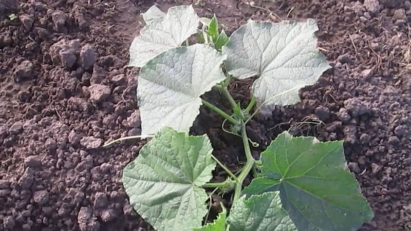 Quel type de sol les concombres aiment-ils et comment le traiter correctement avant et après la plantation