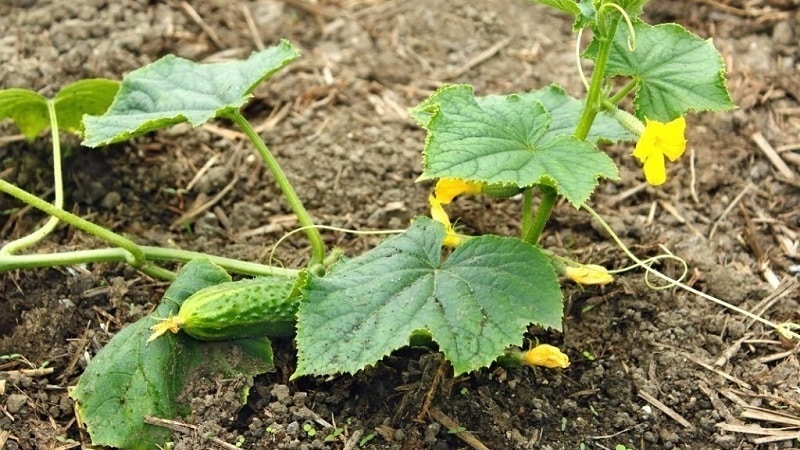 Quel type de sol les concombres aiment-ils et comment le traiter correctement avant et après la plantation