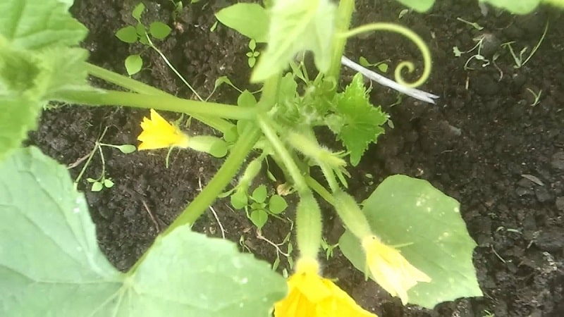 ¿Qué tipo de suelo les gusta a los pepinos y cómo tratarlo adecuadamente antes y después de plantar?