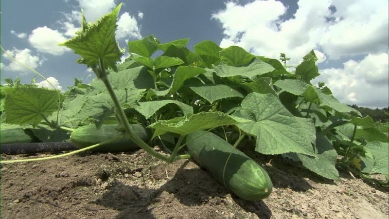 Van wat voor soort grond houden komkommers en hoe moet je deze op de juiste manier behandelen voor en na het planten?