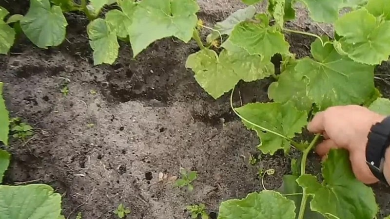 ¿Qué tipo de suelo les gusta a los pepinos y cómo tratarlo adecuadamente antes y después de plantar?