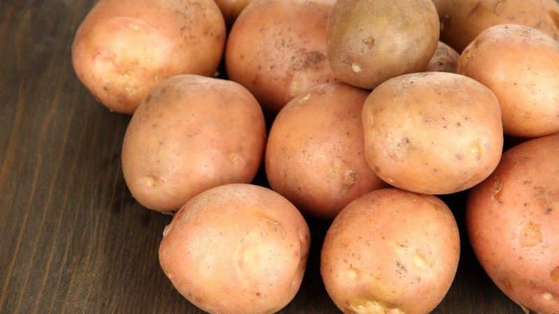 Unpretentious mid-season potato variety Irbitsky from domestic breeders