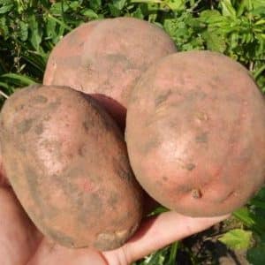 Unpretentious mid-season potato variety Irbitsky from domestic breeders