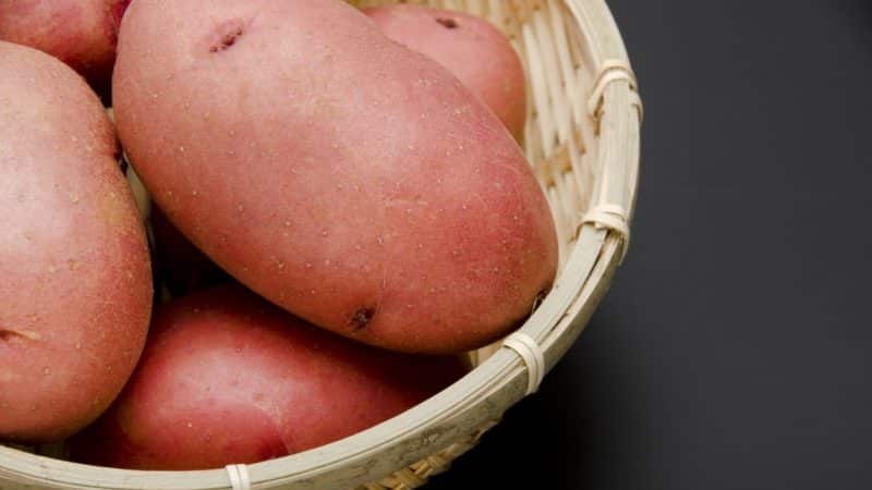 Variété de pomme de terre de table mi-hâtive Laura avec un goût et un arôme excellents