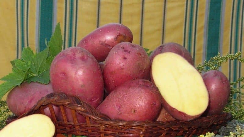 Mid-early table potato variety Laura with excellent taste and aroma