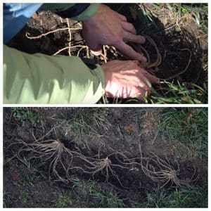 When and how to properly transplant asparagus in the fall