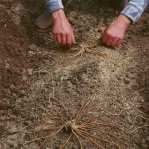 Quand et comment bien transplanter les asperges à l'automne