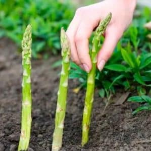 Bila dan bagaimana untuk memindahkan asparagus dengan betul pada musim gugur