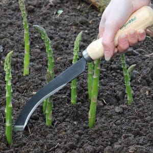 Quand et comment bien transplanter les asperges à l'automne