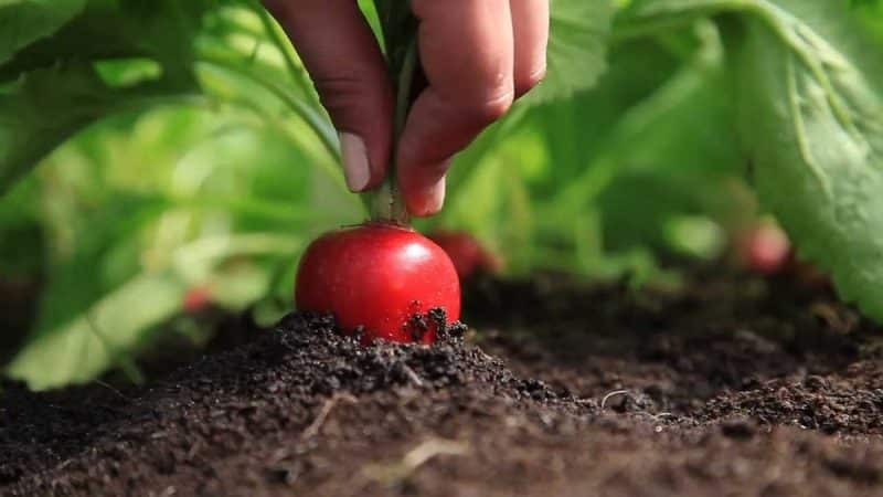 When is it better to plant radishes before winter and is it possible to grow a good harvest?