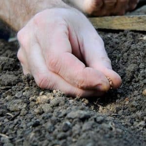 When is it better to plant radishes before winter and is it possible to grow a good harvest?