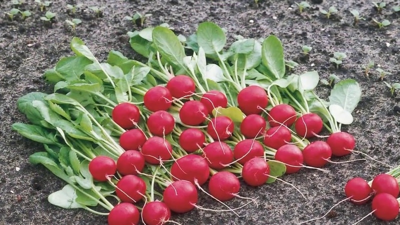 When is it better to plant radishes before winter and is it possible to grow a good harvest?