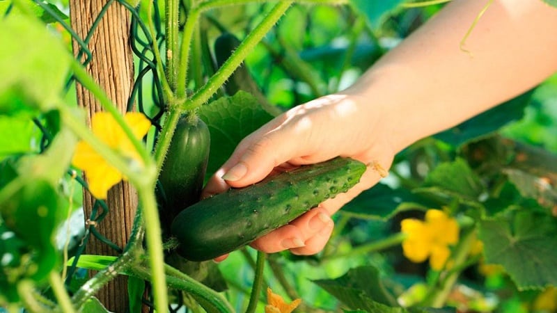 When is it better to pick cucumbers, in the morning or in the evening, and what determines the characteristics of harvesting?