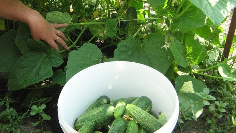 When is it better to pick cucumbers, in the morning or in the evening, and what determines the characteristics of harvesting?