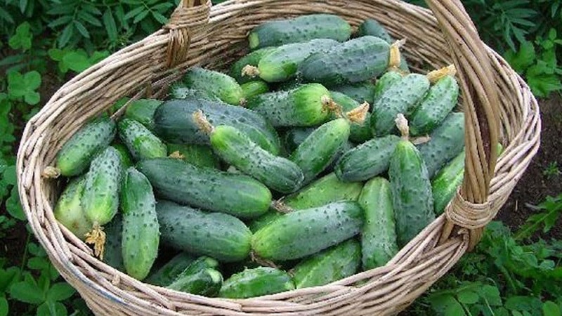 When is it better to pick cucumbers, in the morning or in the evening, and what determines the characteristics of harvesting?