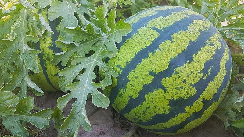 When do watermelons ripen and how to determine their degree of ripeness?