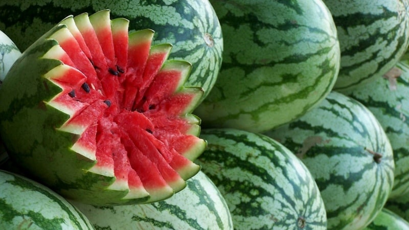 When do watermelons ripen and how to determine their degree of ripeness?