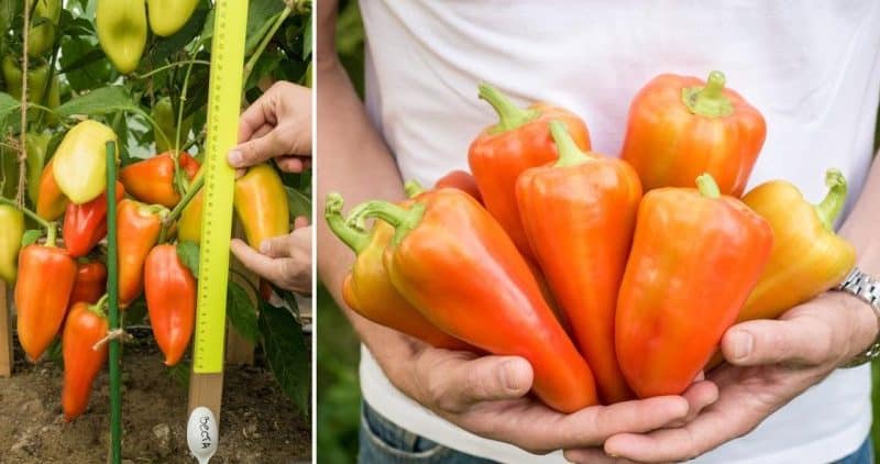 När man ska plocka paprika från busken: skörd i tid