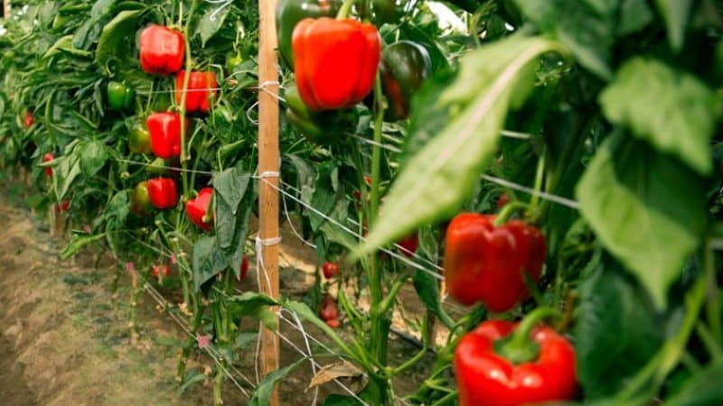 Wann man Paprika vom Strauch pflückt: Pünktliche Ernte