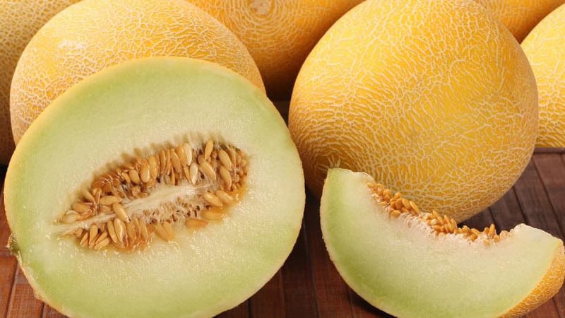 Quand mûrissent les melons et comment déterminer correctement leur degré de maturité ?