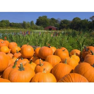 How to harvest in a timely manner: when to remove pumpkin from the garden in the middle zone