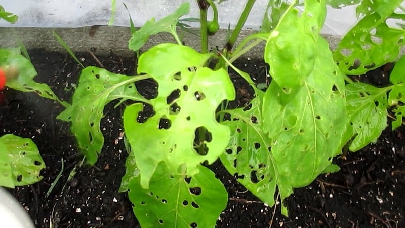 Sweet pepper leaves are all full of holes: who eats the crop and how to deal with pests