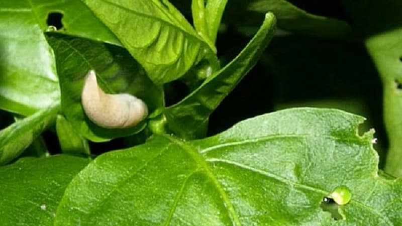 Sweet pepper leaves are all full of holes: who eats the crop and how to deal with pests