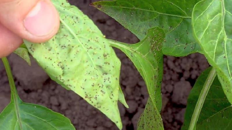 Sweet pepper leaves are all full of holes: who eats the crop and how to deal with pests