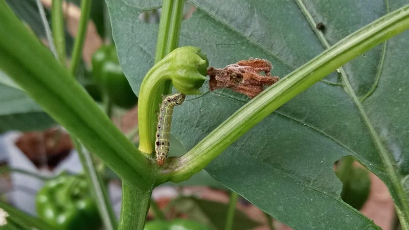 Paprika lehed on kõik auke täis: kes sööb saaki ja kuidas kahjuritega toime tulla