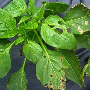 Sweet pepper leaves are all full of holes: who eats the crop and how to deal with pests