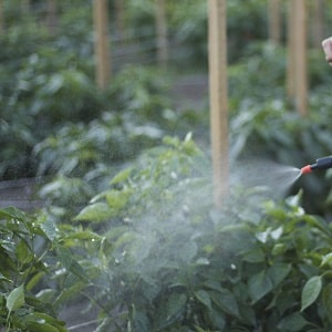 Sweet pepper leaves are all full of holes: who eats the crop and how to deal with pests