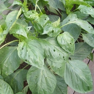 Sweet pepper leaves are all full of holes: who eats the crop and how to deal with pests