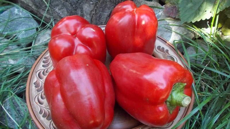 Las mejores variedades de pimiento dulce para invernaderos en la región de Moscú.