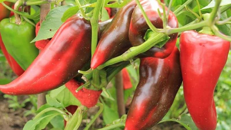 The best sweet pepper varieties for greenhouses in the Moscow region