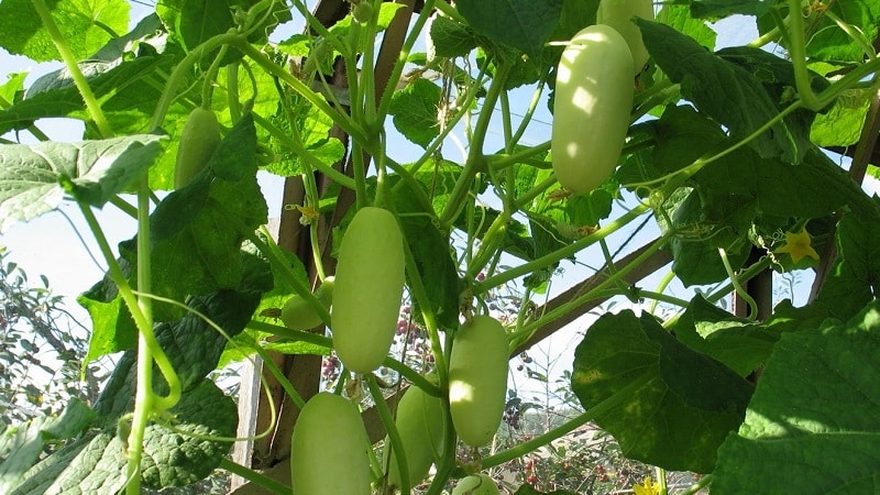 Der Favorit vieler Sommerbewohner ist die Gurkensorte White Angel mit ungewöhnlichem Aussehen und angenehmem Geschmack.