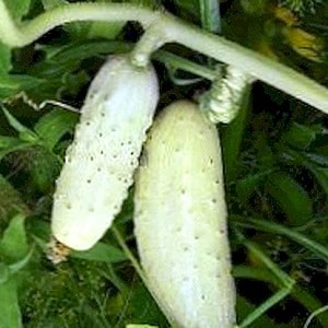 Ang paborito ng maraming residente ng tag-init ay ang iba't ibang White Angel cucumber na may hindi pangkaraniwang hitsura at kaaya-ayang lasa.